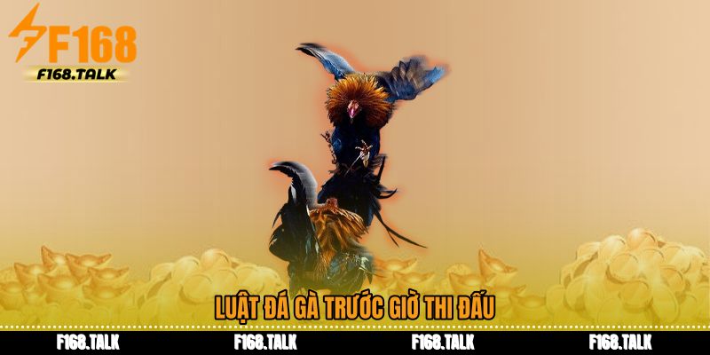 Luật đá gà trước giờ thi đấu