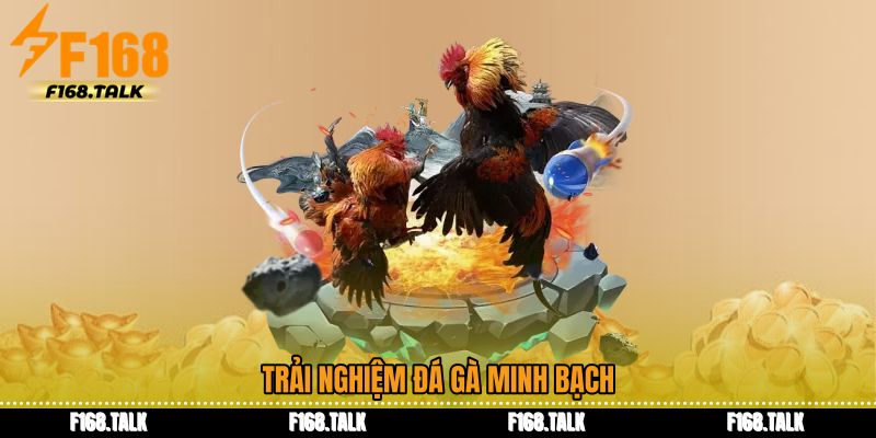 Trải nghiệm đá gà minh bạch